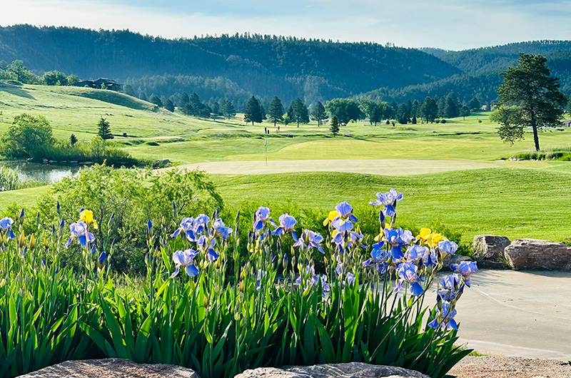 View of Boulder Canyon golf course with irises in the foreground